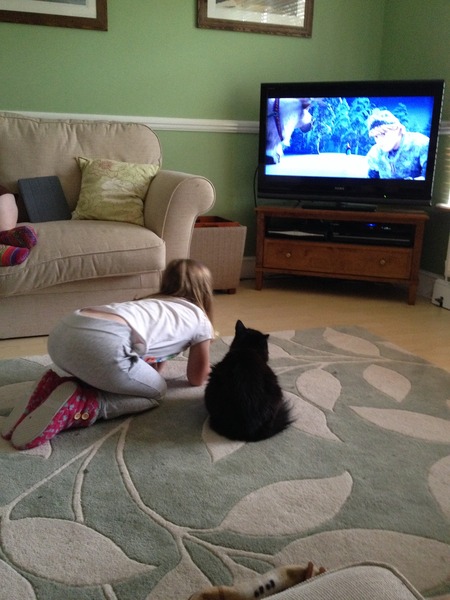 Can your cat recognise things like birds on the TV?