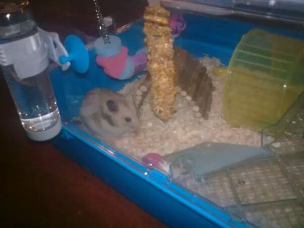 To get a hamster?