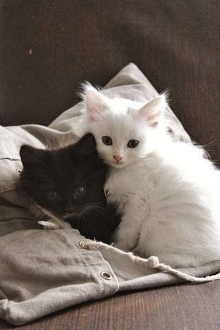 Pictures of kitties. Just because...