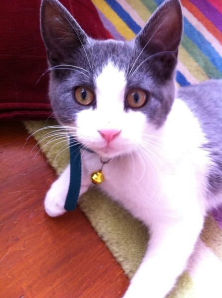 What is the breed of your cat and how smart is it?