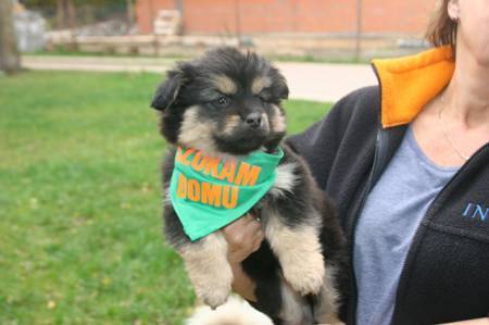 Adopting a puppy