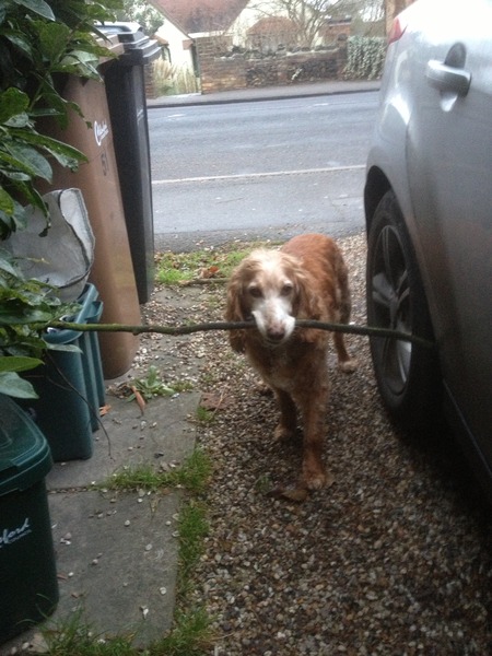 The Truth about Um Bongo, Broken Penises and Sad Fleas - it's all here, just don't talk about the Elephant in the Womb! Pee on Nigel Farage (or in a Thermos), and Join the Bonkers Bonkers for JS 30!