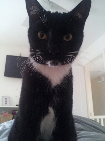 The Truth about Um Bongo, Broken Penises and Sad Fleas - it's all here, just don't talk about the Elephant in the Womb! Pee on Nigel Farage (or in a Thermos), and Join the Bonkers Bonkers for JS 30!