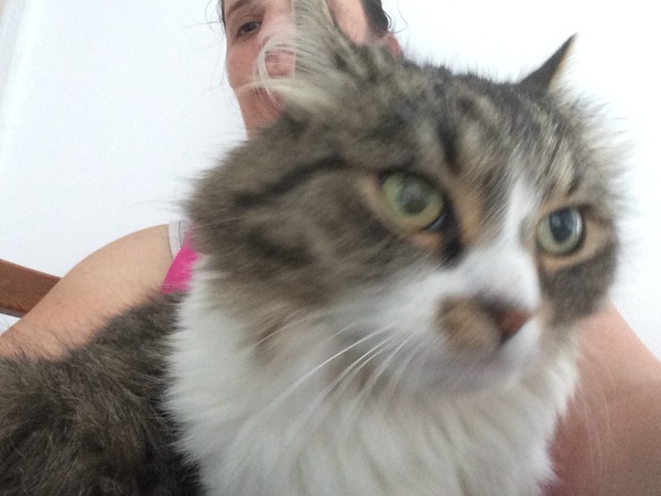 What is the breed of your cat and how smart is it?