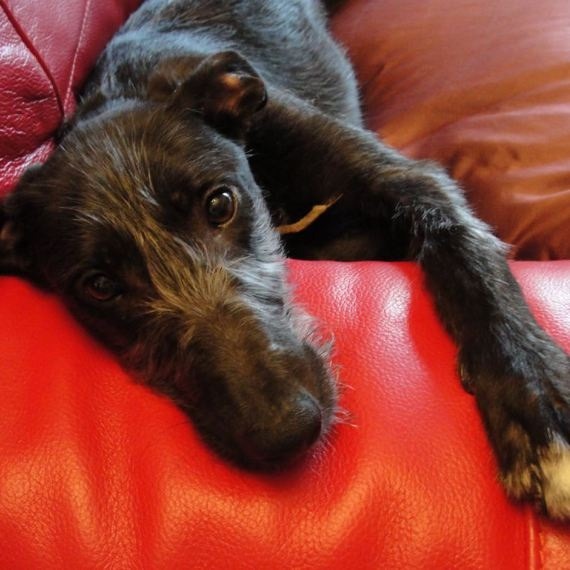 Greyhound, Whippet or Lurcher owner? Here's another pointy hounds cushion!