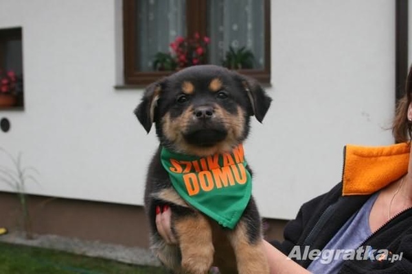 Adopting a puppy