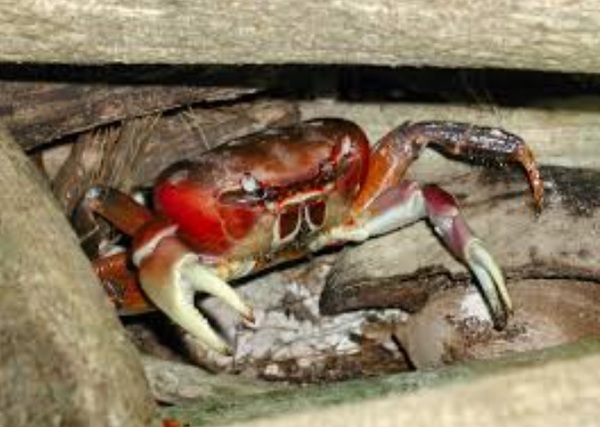 The Brave Babes Battle Bus - Kicking The Wicked Wine Witch Where It Hurts! Mwahahahahahahaha!