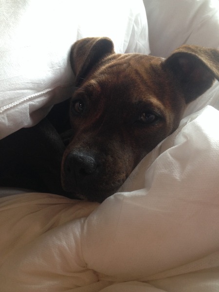 Anyone adopted an adult staffie from a rescue?