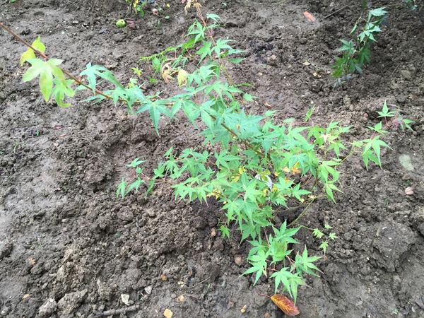Groundcover to go under new Japanese maples