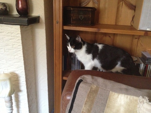 The Truth about Um Bongo, Broken Penises and Sad Fleas - it's all here, just don't talk about the Elephant in the Womb! Pee on Nigel Farage (or in a Thermos), and Join the Bonkers Bonkers for JS 30!