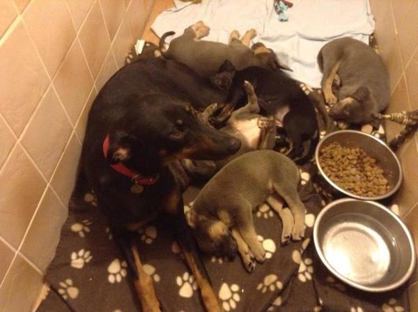 Help - a Lovely but heavily pregnant Lurcher turned up at my door today