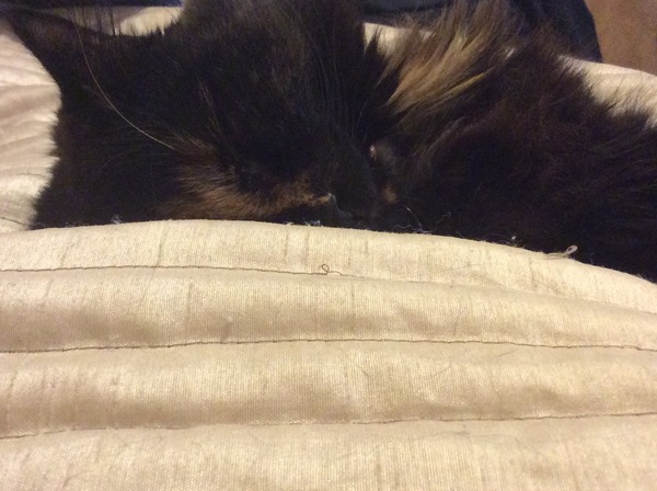 sleeping with cat on bed