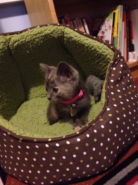 I've been to collect our new kitten