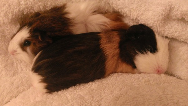 Guinea pig advice for a new owner!