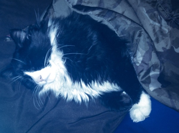 A tale of a rescue cat and autism.