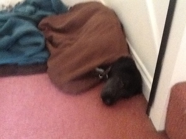 Dog taking hours to dry after walks - what is the best way to speed things up?