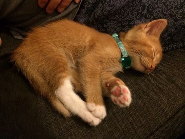 Kittens are here: PHOTOS!