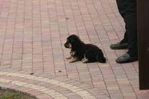 Adopting a puppy