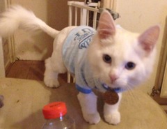 To get cats back end shaved??
