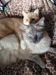 Squueeeee I'm talking to a Ragdoll rescue centre! So excited!