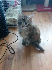 Kitten cuteness!