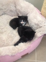 hand raised rescue babies