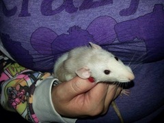 Euthanising untame rats?