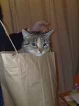 The Truth about Um Bongo, Broken Penises and Sad Fleas - it's all here, just don't talk about the Elephant in the Womb! Pee on Nigel Farage (or in a Thermos), and Join the Bonkers Bonkers for JS 30!