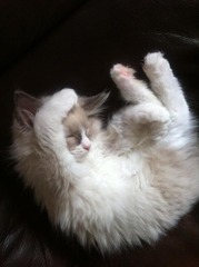 Squueeeee I'm talking to a Ragdoll rescue centre! So excited!