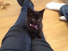 Kittens are here: PHOTOS!