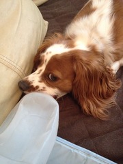 What is my dog's breed?
