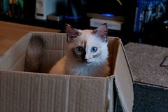 The Truth about Um Bongo, Broken Penises and Sad Fleas - it's all here, just don't talk about the Elephant in the Womb! Pee on Nigel Farage (or in a Thermos), and Join the Bonkers Bonkers for JS 30!