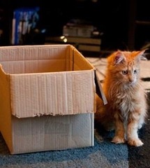 The Truth about Um Bongo, Broken Penises and Sad Fleas - it's all here, just don't talk about the Elephant in the Womb! Pee on Nigel Farage (or in a Thermos), and Join the Bonkers Bonkers for JS 30!