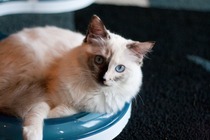 Break the bed, marvel at the ghost sperm, ignore the fuss about avatar pandas and whatever you do - don't eat the jizz! It's Just Shagging Part 28