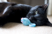 Tell me about cat fostering