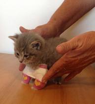 hand raised rescue babies
