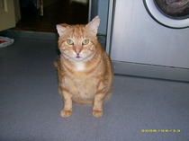 Aldi are looking for Cats to be on their new cat food packaging.