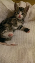 Adopting a kitten..advice needed