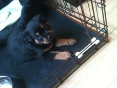 Adopting a puppy