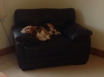 Time for another rescue hound - but now we've got kids, the chances we'll get one are low!