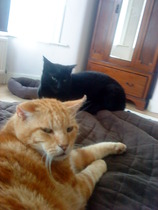 Aldi are looking for Cats to be on their new cat food packaging.
