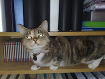 The Truth about Um Bongo, Broken Penises and Sad Fleas - it's all here, just don't talk about the Elephant in the Womb! Pee on Nigel Farage (or in a Thermos), and Join the Bonkers Bonkers for JS 30!