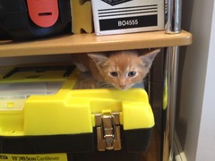 Kittens are here: PHOTOS!