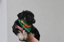 Adopting a puppy