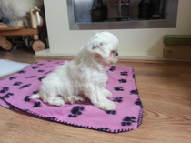 PUPPY NIGHTIME BARKING, HOW TO STOP IT?