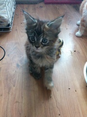 Kitten cuteness!