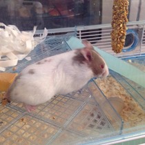 To get a hamster?