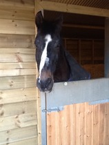 Sick horse - bugger