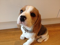 To take the puppy and go to bed?