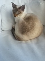 What is the breed of your cat and how smart is it?